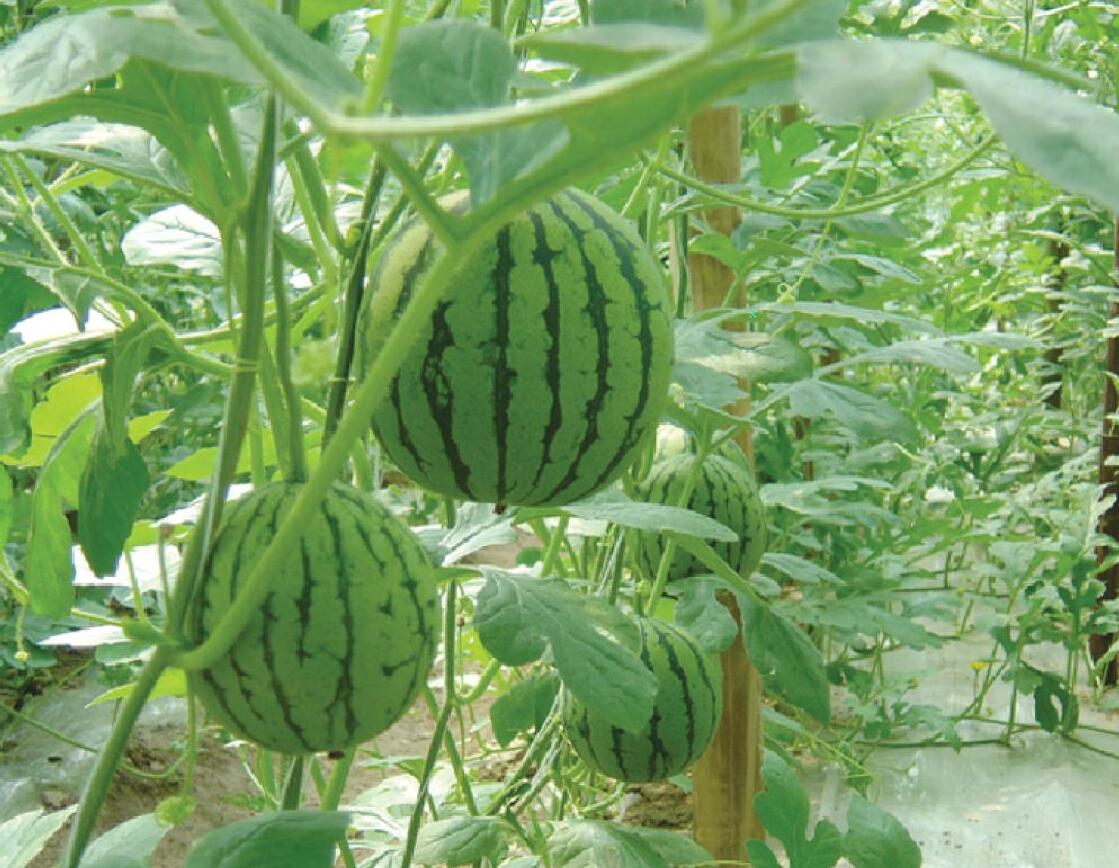 山东草莓视频下载地址塑胶有限公司